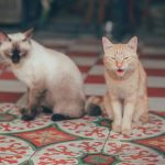 pexels-minan1398-1003993