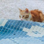 pexels-samerdaboul-2532358