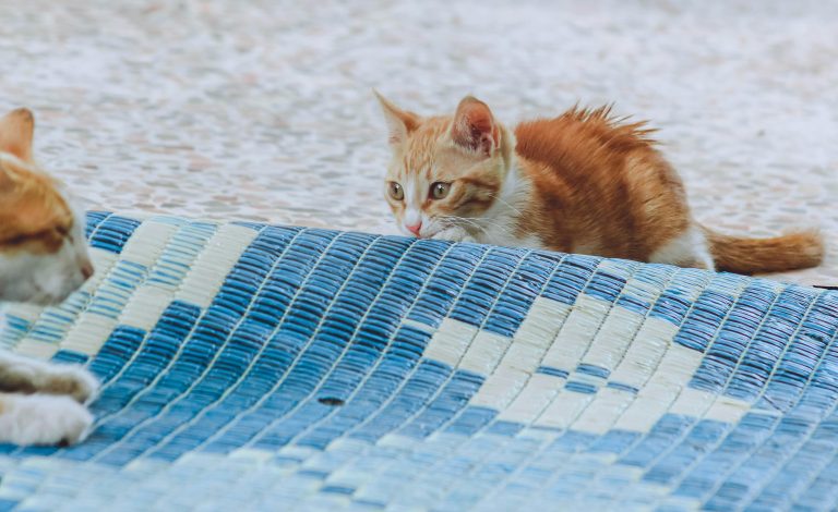 pexels-samerdaboul-2532358